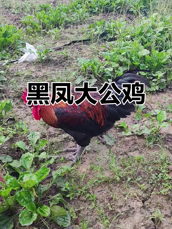 7个月黑凤大公鸡,活力满满!
