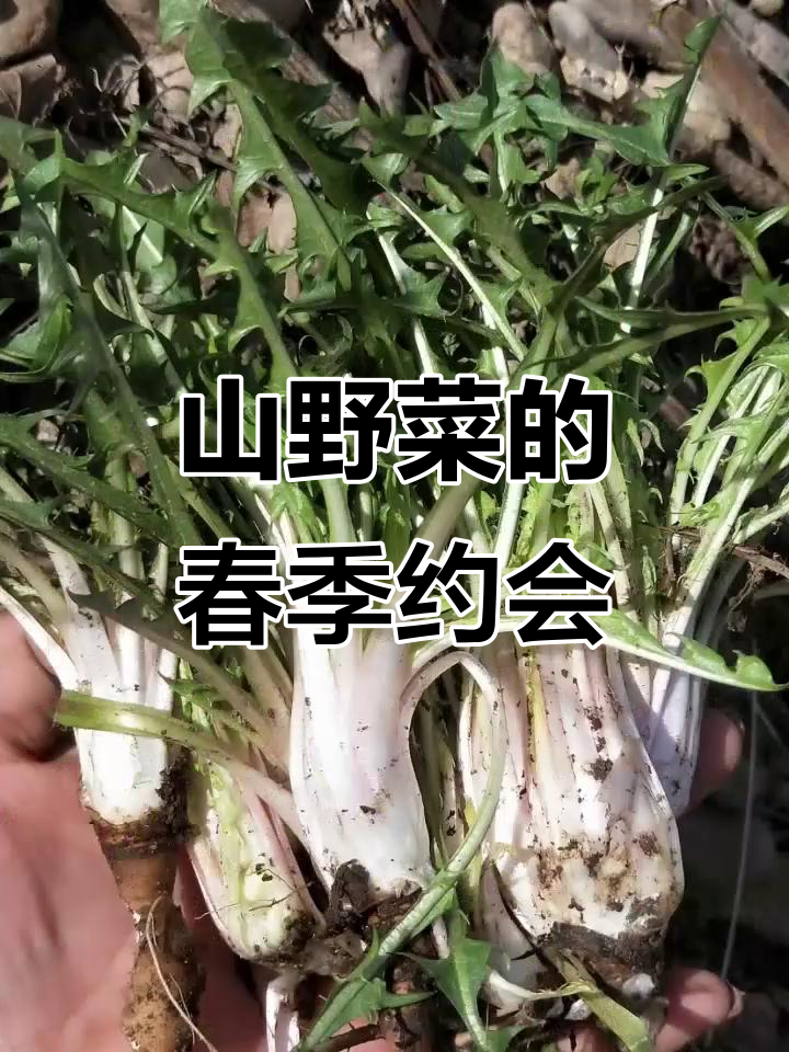 东北春天,认识五种野菜就能一起挖!