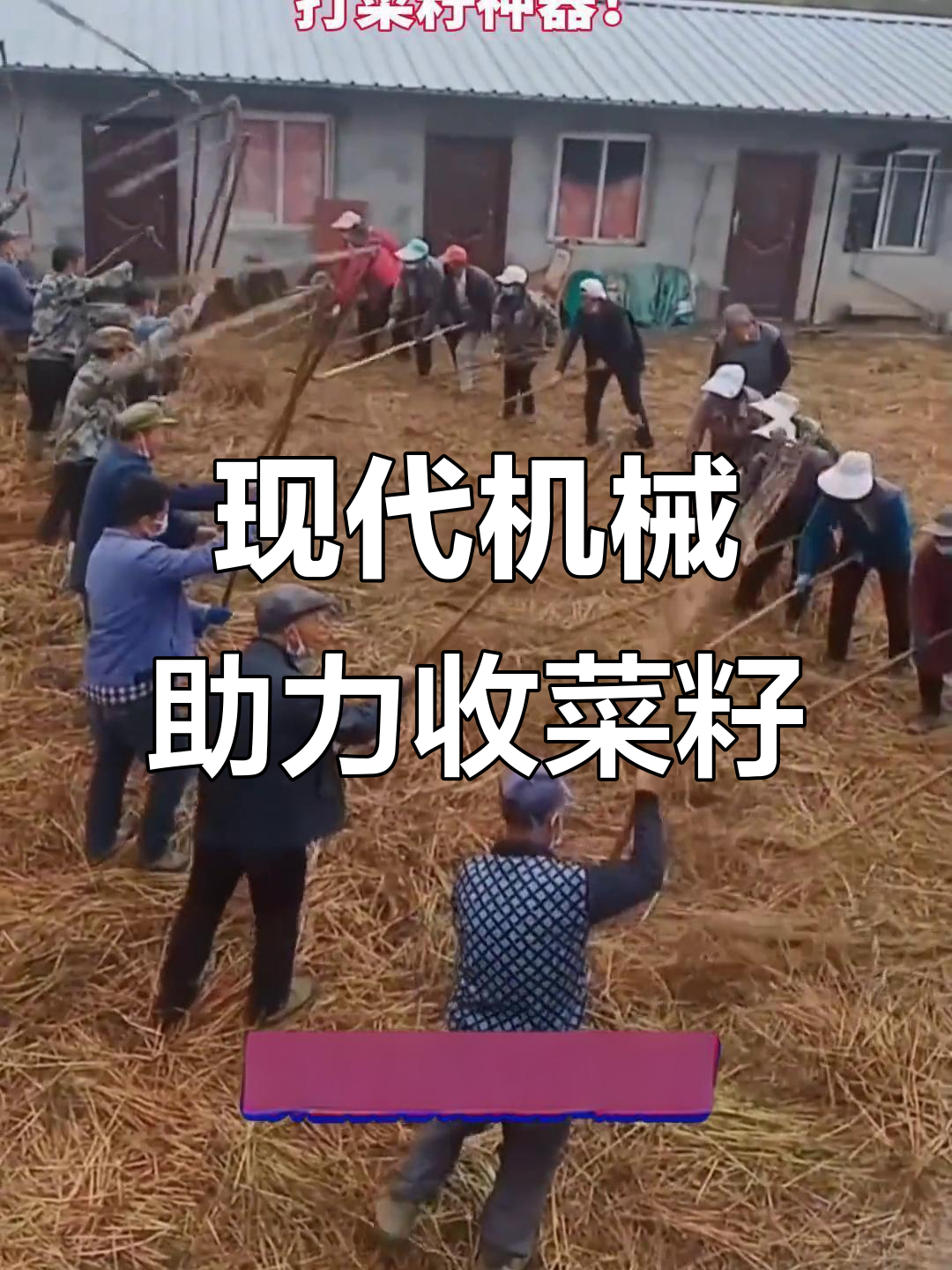 打菜籽神器,轻松收割季节的智慧结晶