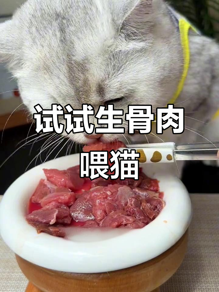 生骨肉喂养的惊人好处,猫咪更健康、毛发亮丽