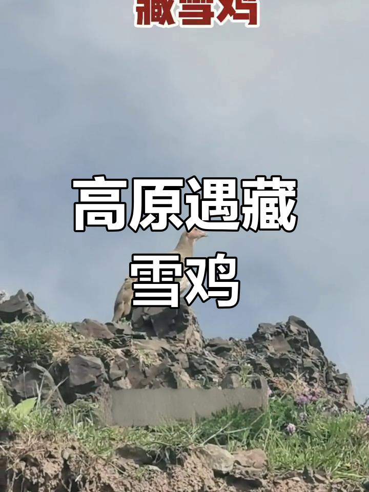 藏雪鸡首次野外邂逅,高原上的“飞行”惊喜