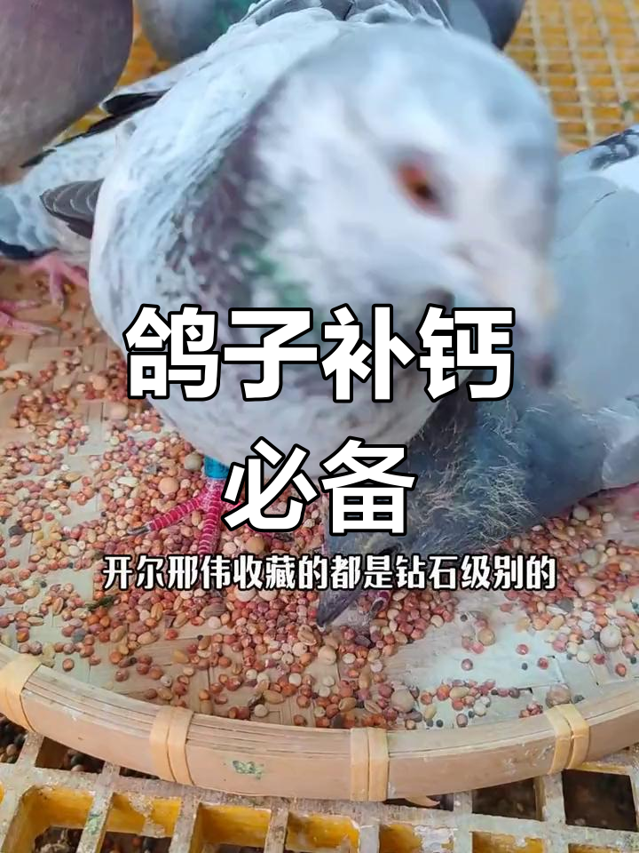 墨鱼骨粉助力赛鸽健康