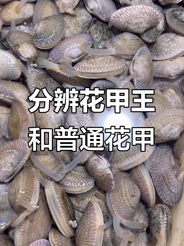 花甲王与花甲螺的区别,一眼就能看出来