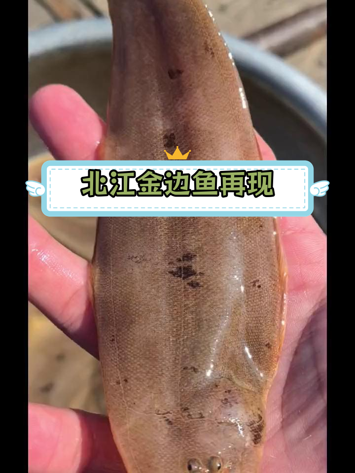 北江罕见金边“挞沙”鱼重现,渔民喜获丰收
