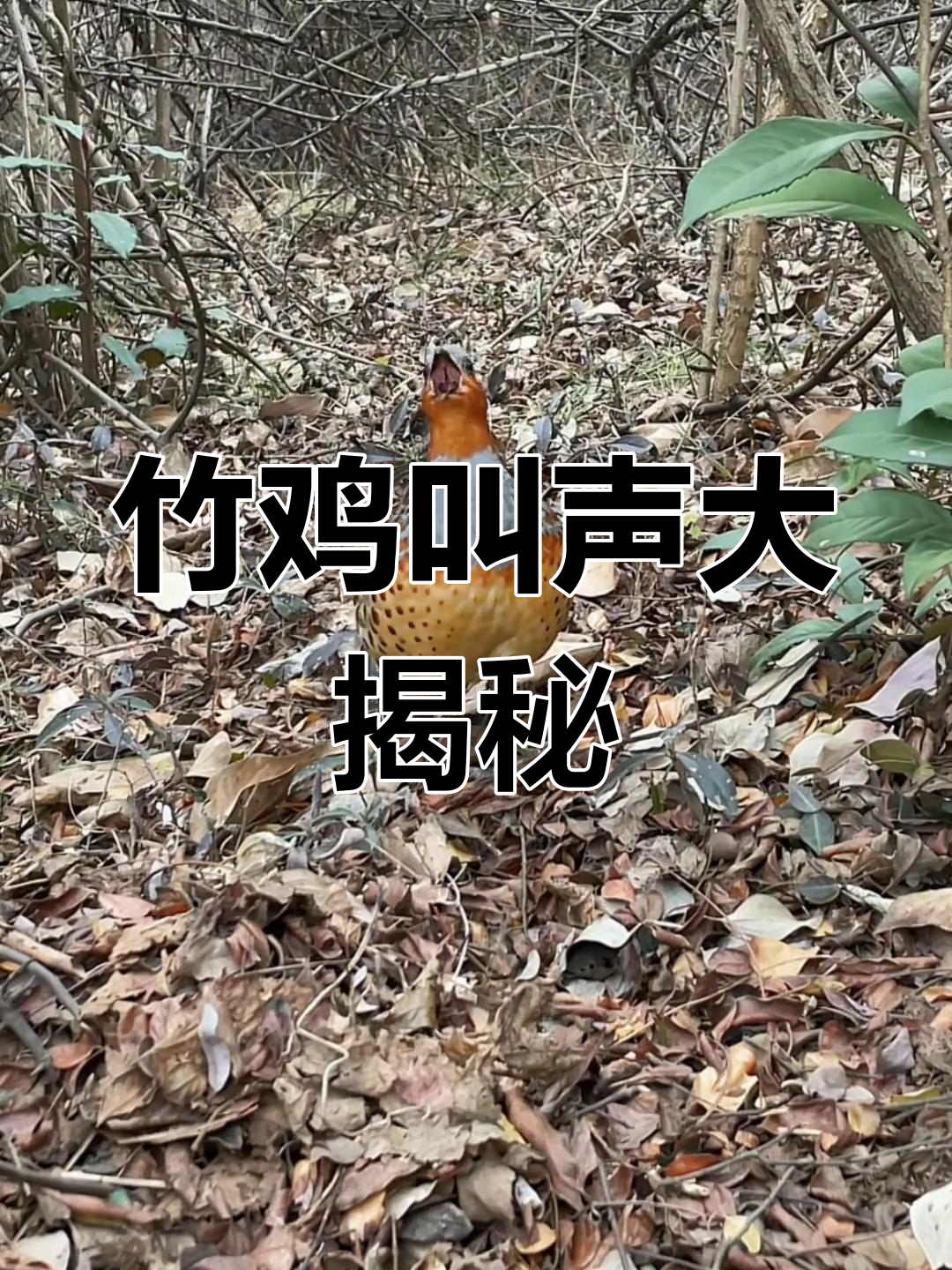 棕胸竹鸡群鸣声震天,快来看!