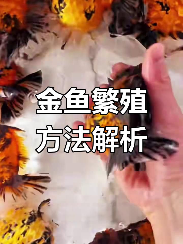 金鱼人工授精技巧:如何提高孵化率