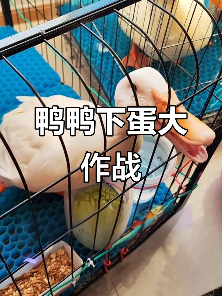 鸭妈妈下蛋前后的搞笑瞬间，竟然这么有趣！