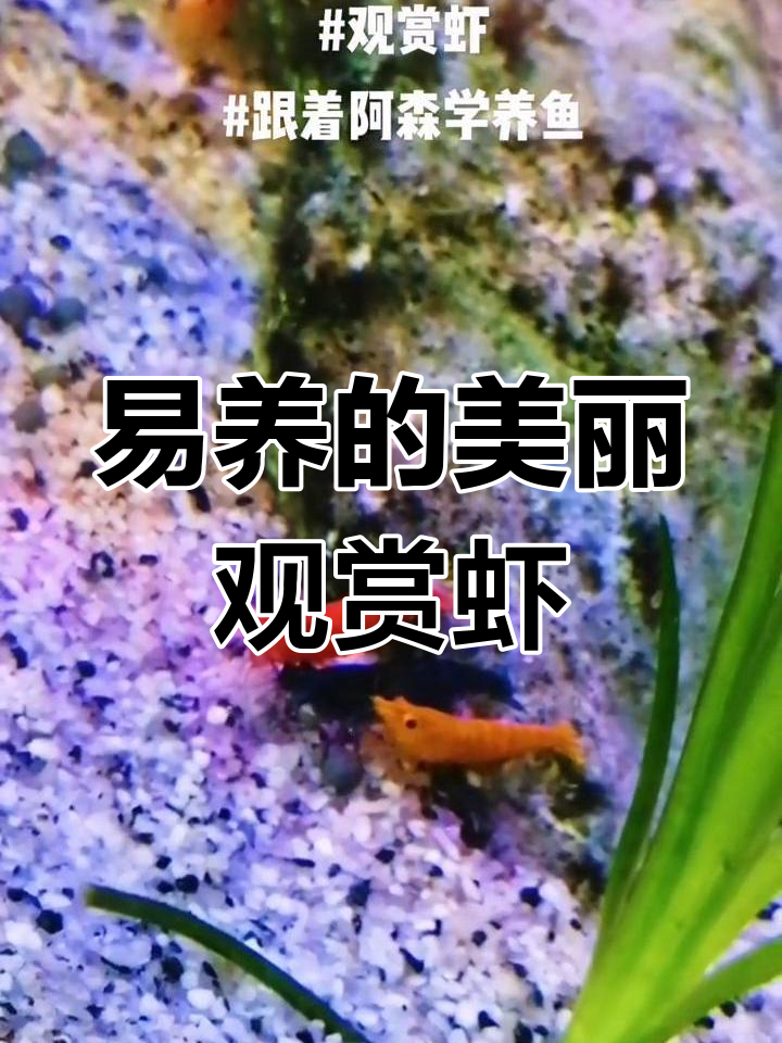 极火、蓝宝石与香吉士:三种易养观赏虾介绍