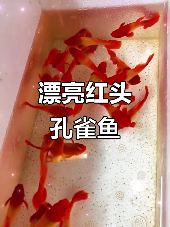 红头孔雀鱼，鸿运当头的美丽选择
