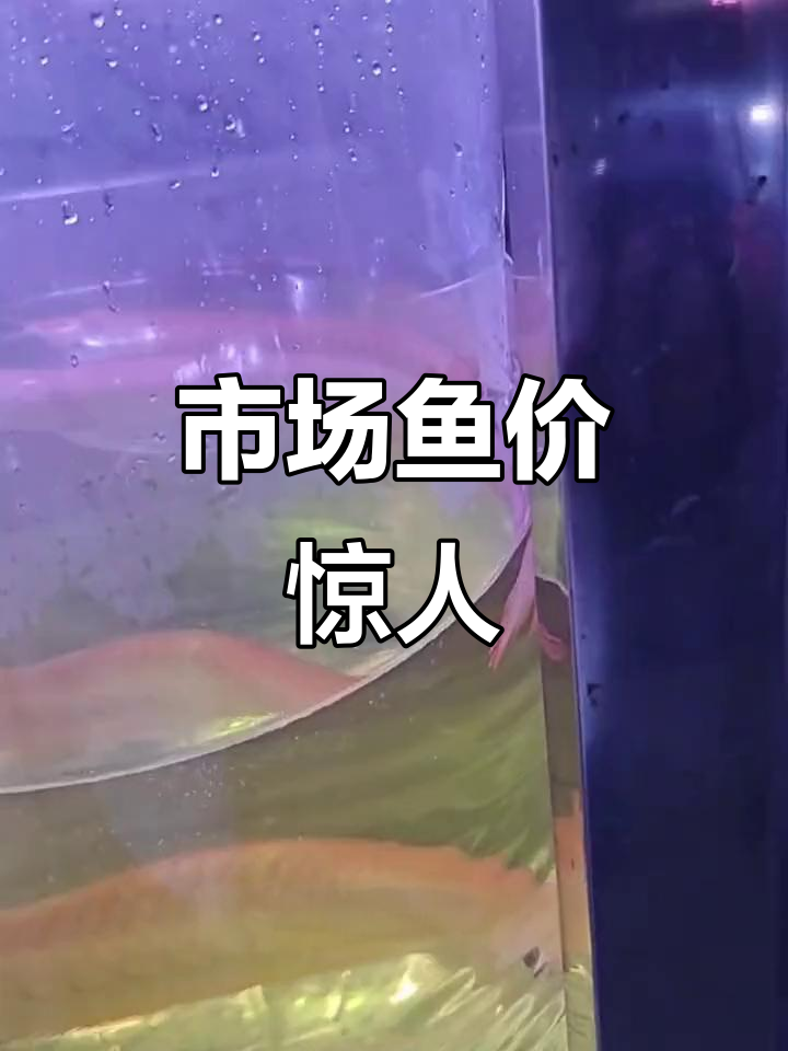 批发市场鱼价大揭秘,蝴蝶鲤、银龙等超便宜