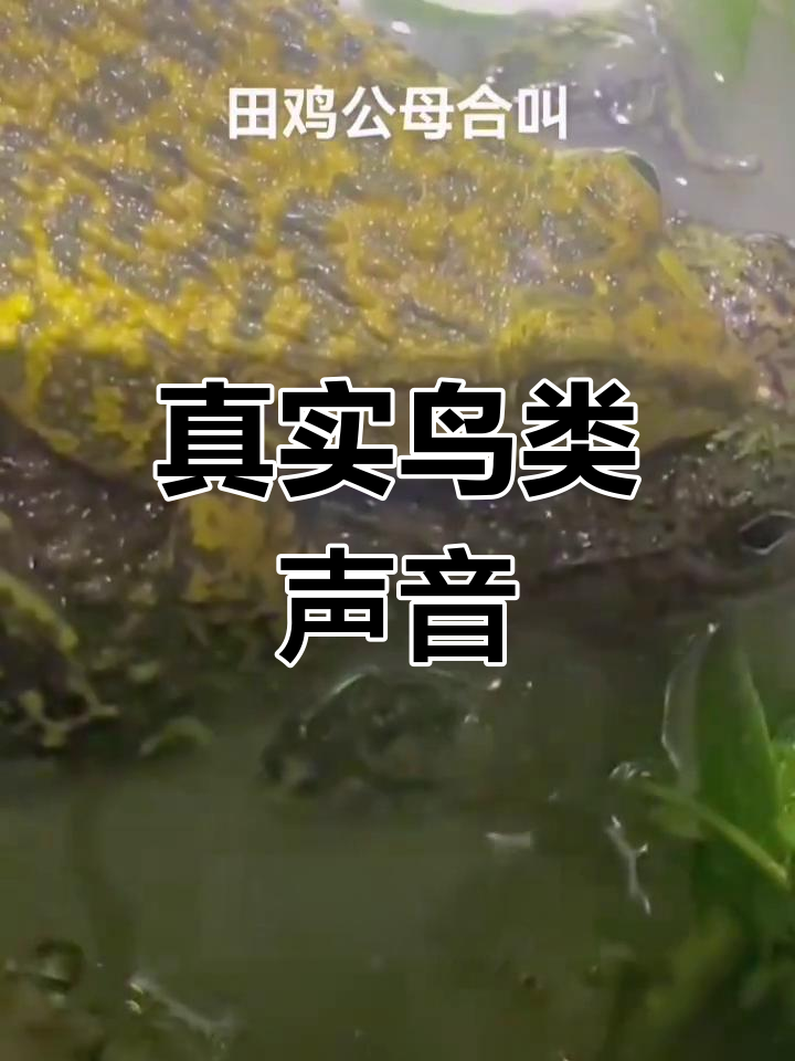 田鸡公母鸟叫声实拍