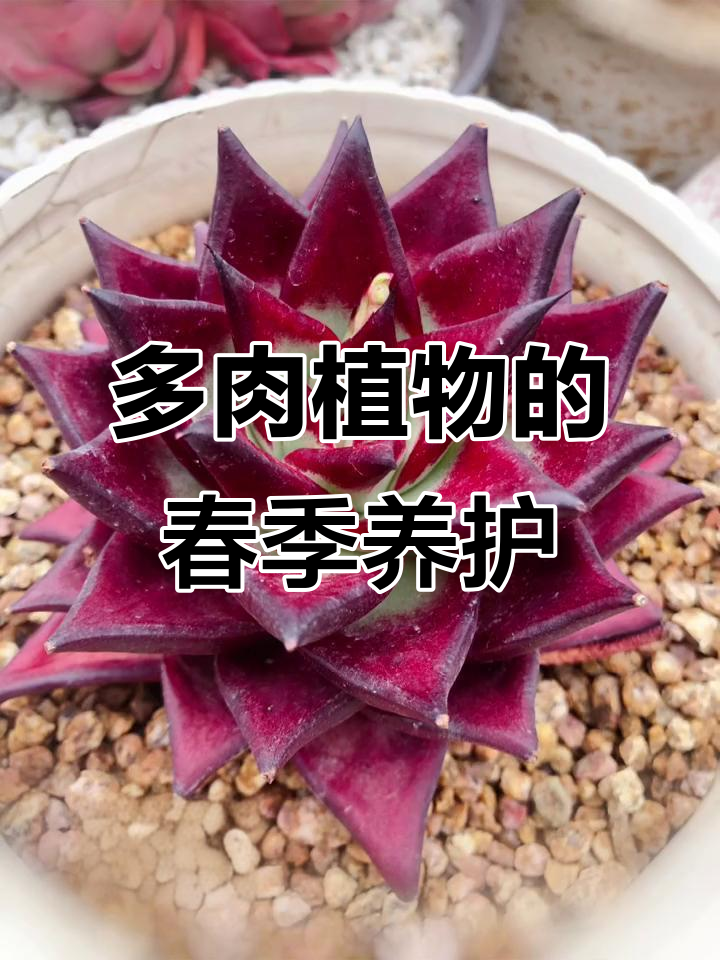 清明时节雨纷纷,多肉植物也迎来了它们的春天