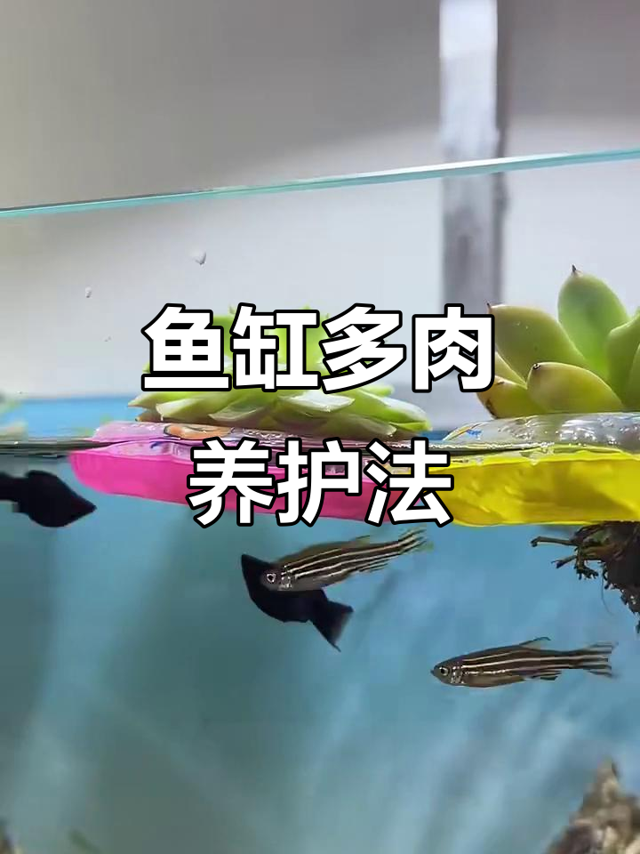 鱼缸里养好多肉，轻松搞定水质净化