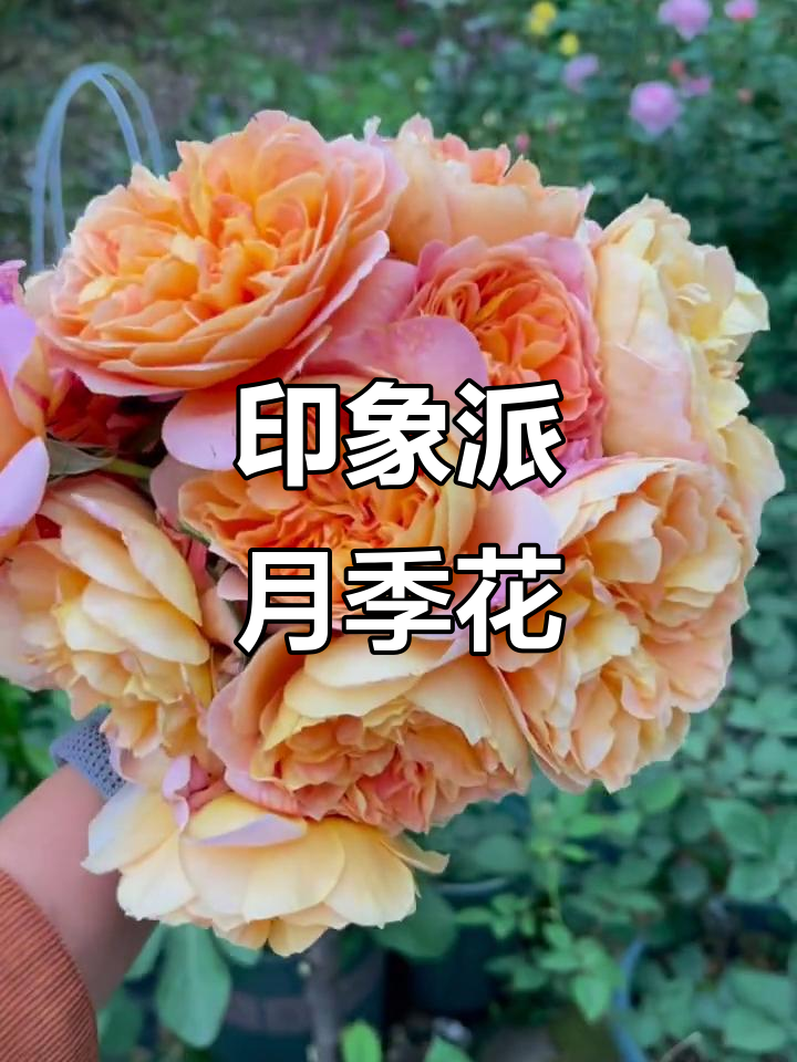 印象派月季花朵的温暖魅力,剪枝保留美丽