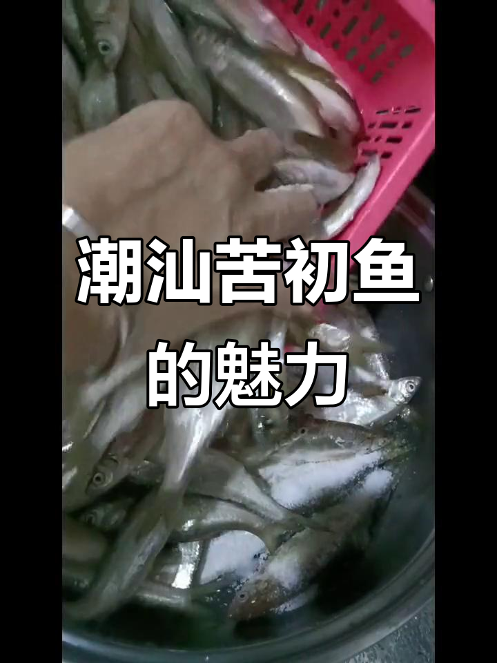 潮汕苦初鱼:烤茶锅的独特美味,老花镜下的秘密