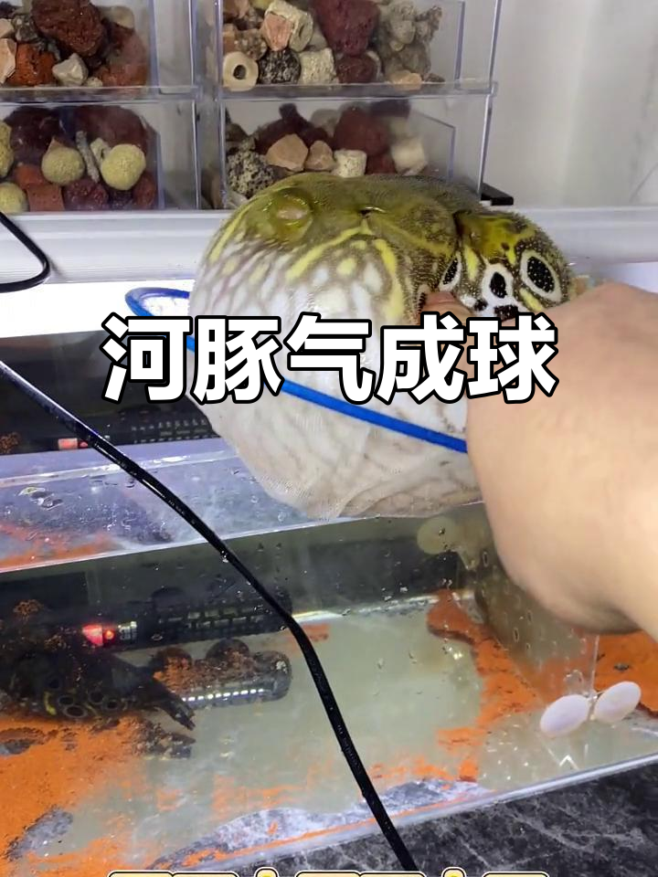 大河豚鱼生气变球,笑到不行!