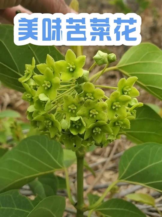 美味苦菜花