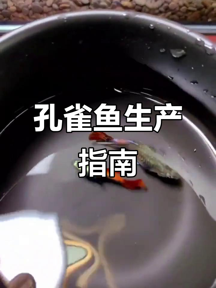 孔雀鱼临产时,胎斑明显,需隔离喂养,避免小鱼被吃
