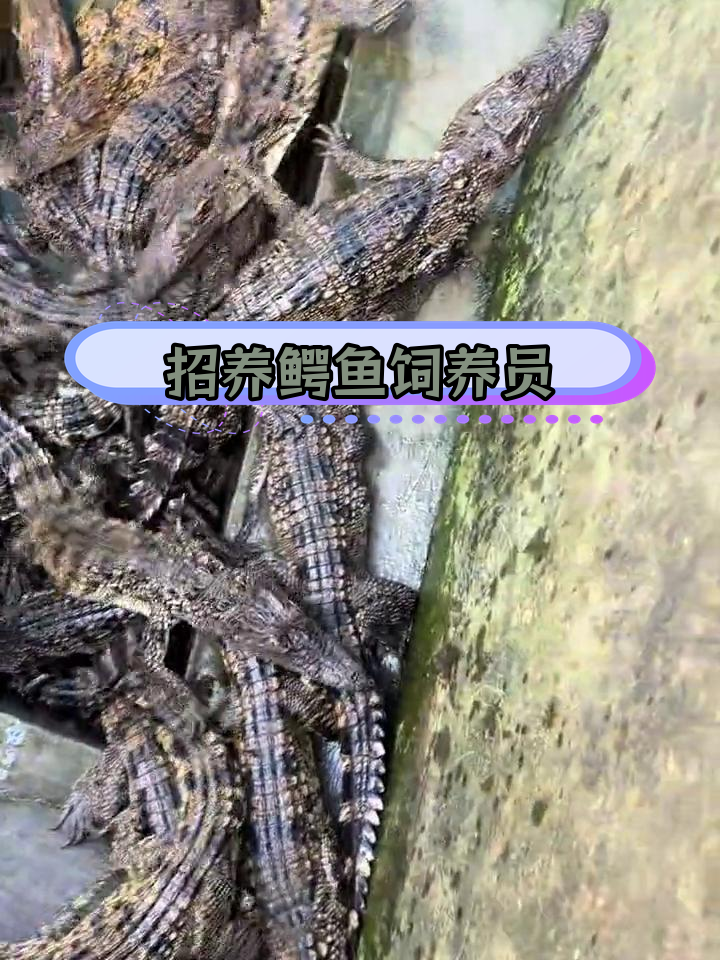 佛山鳄鱼养殖场招聘饲养员,要求吃苦耐劳