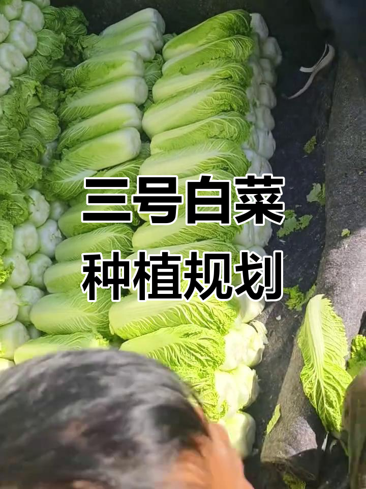 北京三号白菜种植计划与安排