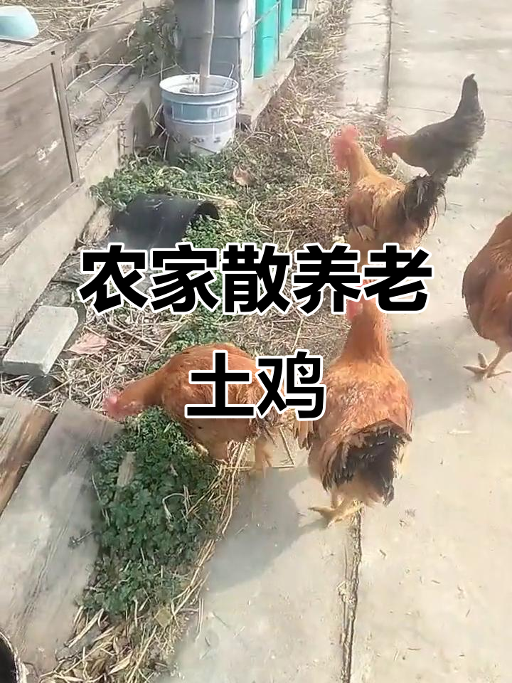 正宗农家散养土鸡，原生态养殖的独特魅力