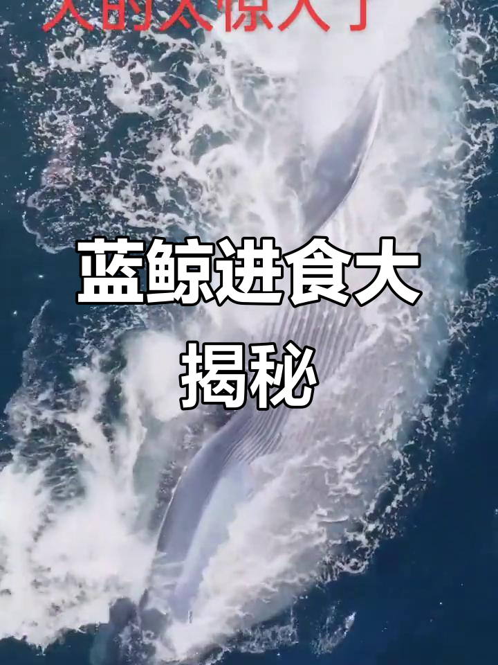 蓝鲸捕食全过程：吞海水、过滤鳞虾，喷水柱震撼登场