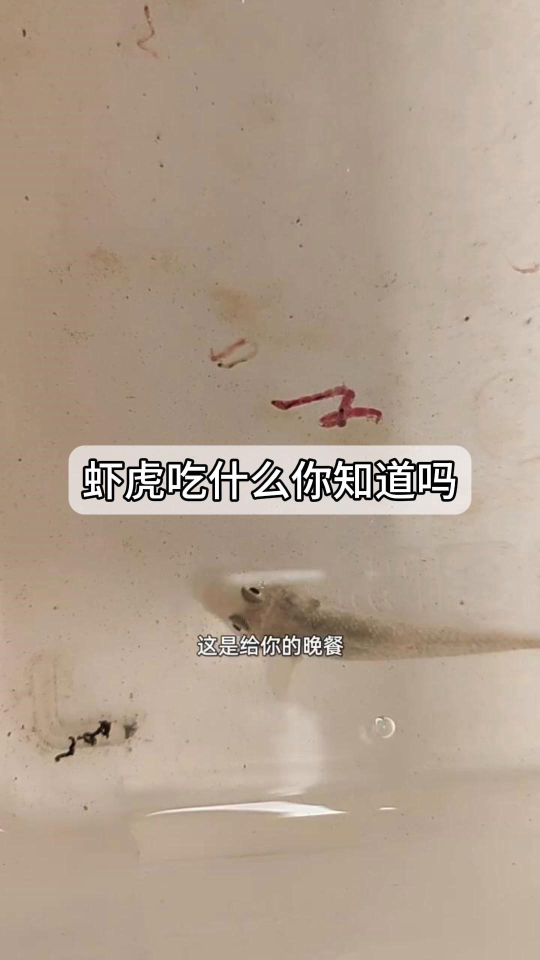 虾虎吃什么,你知道吗?