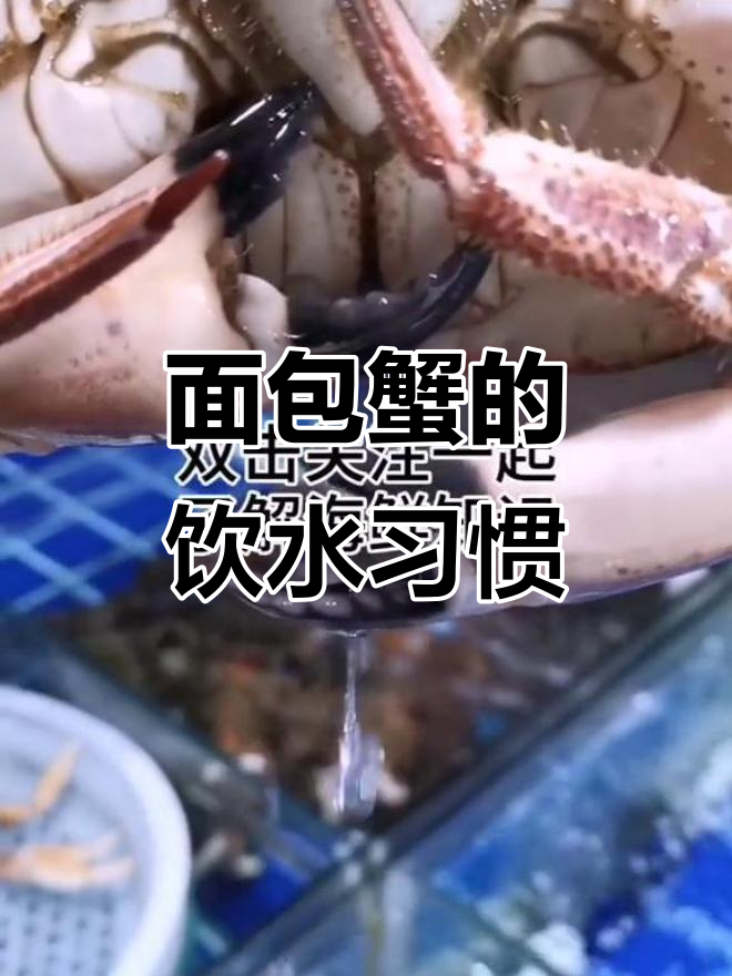 面包蟹喝水小秘密,买的时候要注意!