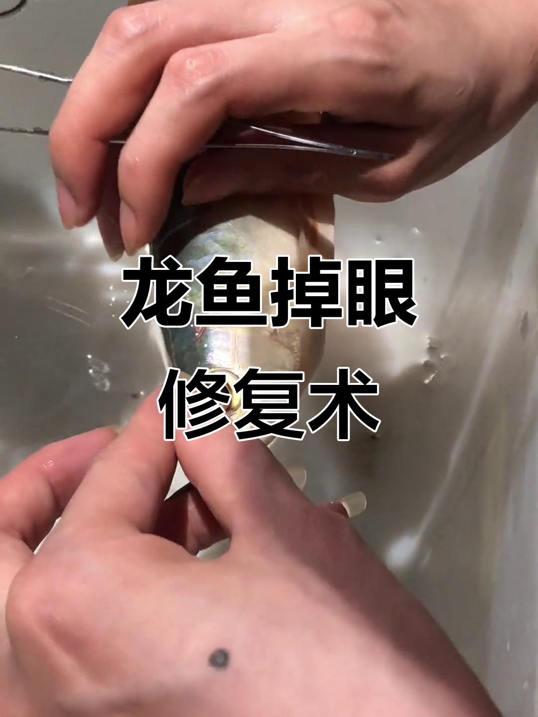 红龙鱼掉眼修复手术全过程,专家操作技巧揭秘