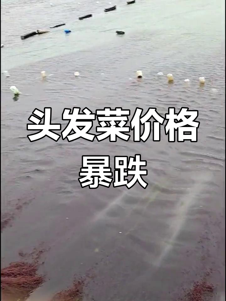 头发菜价格大跌,种植成本高却卖不出去,真是亏大了!