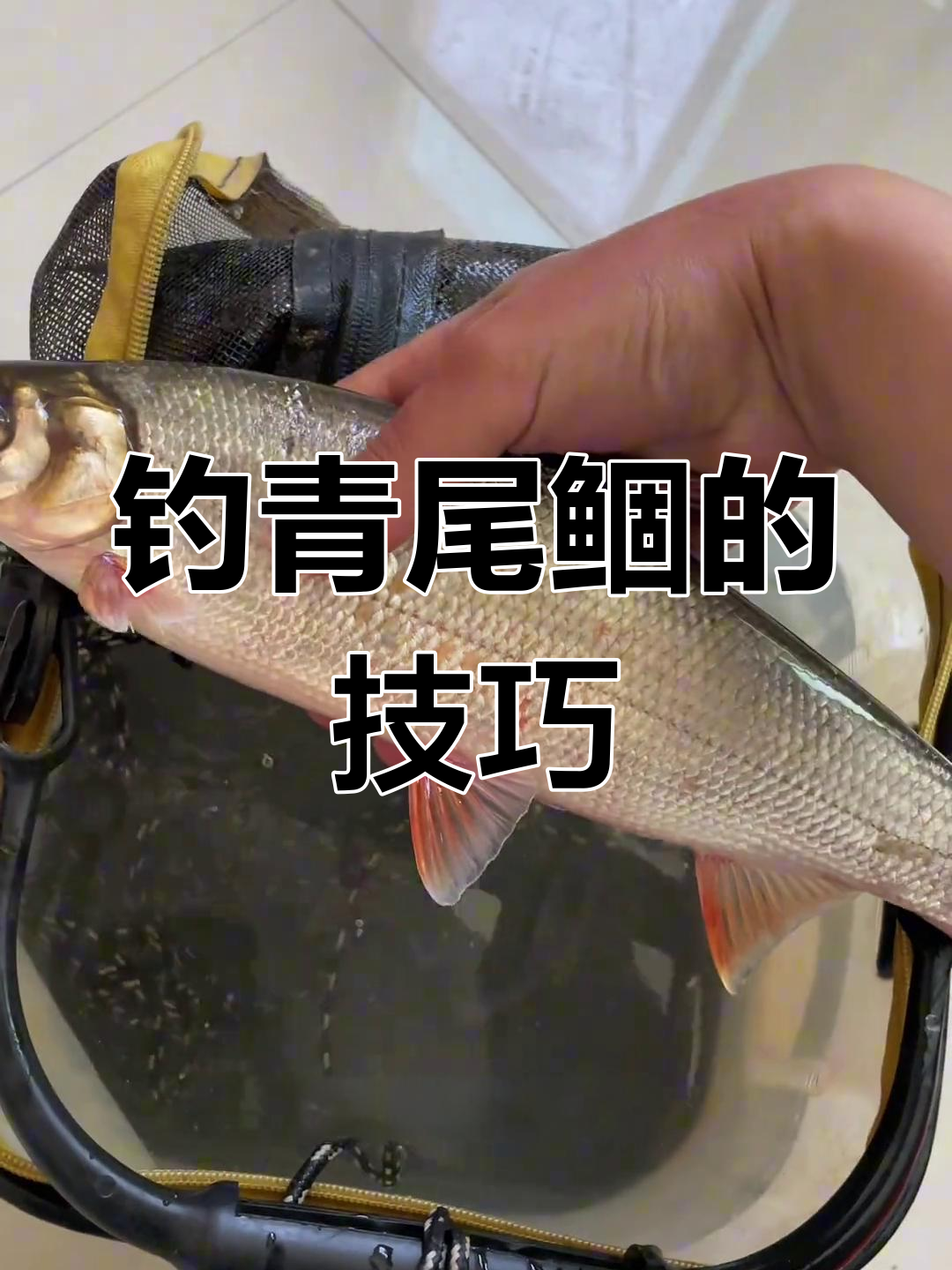 青尾鲴钓鱼技巧大揭秘,阴天效果更佳