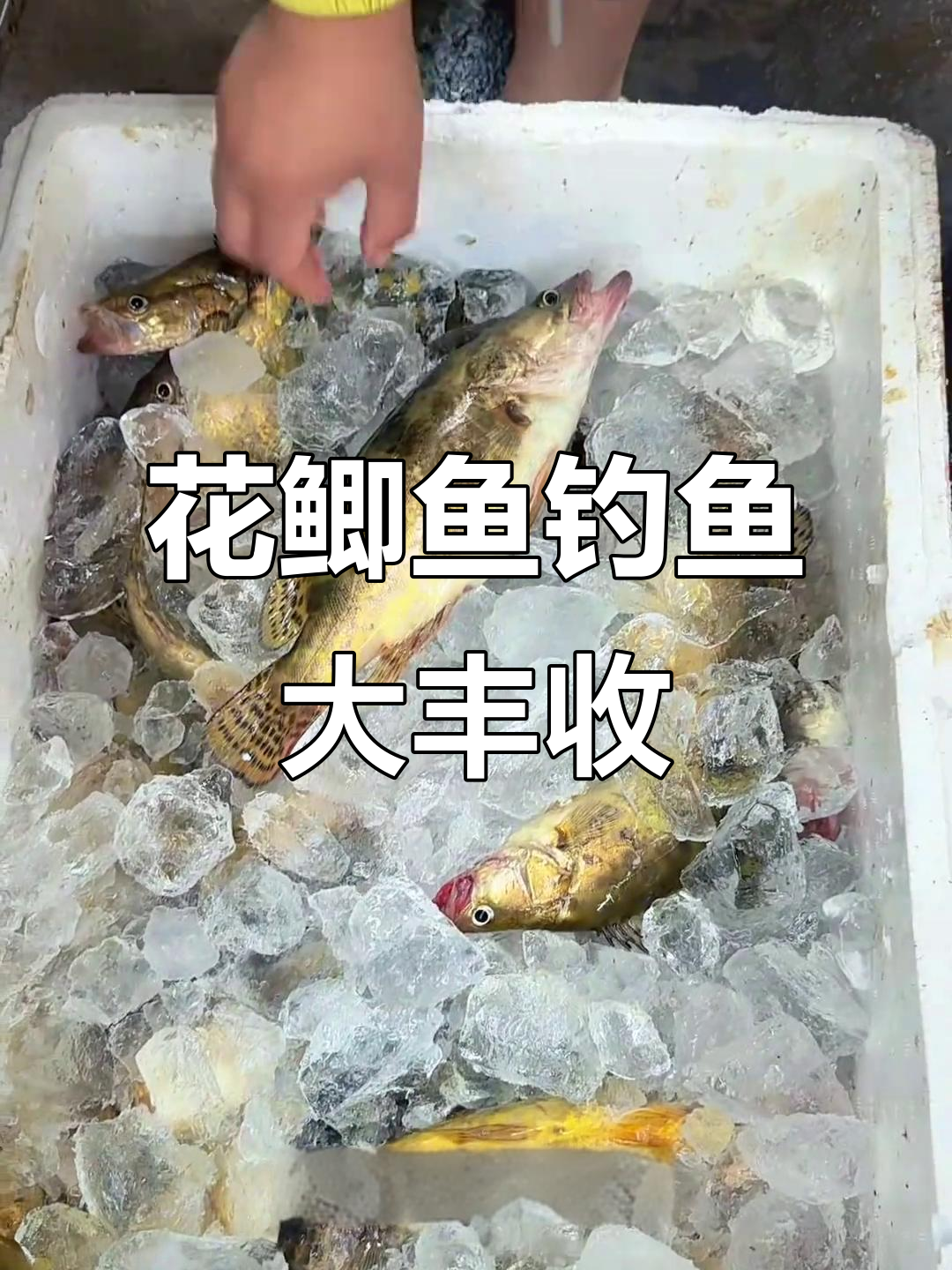 刚钓的花鲫鱼，大小都有！五十五元一斤超值新鲜