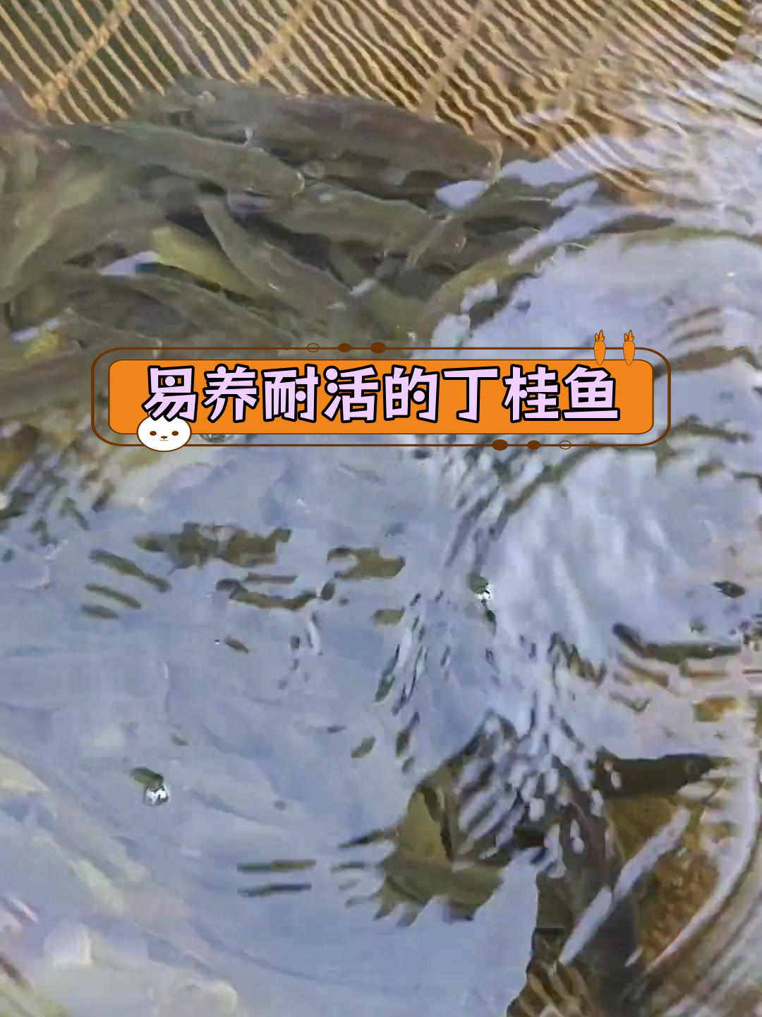 丁桂鱼:适应性强,易养殖的底层杂食性鱼类