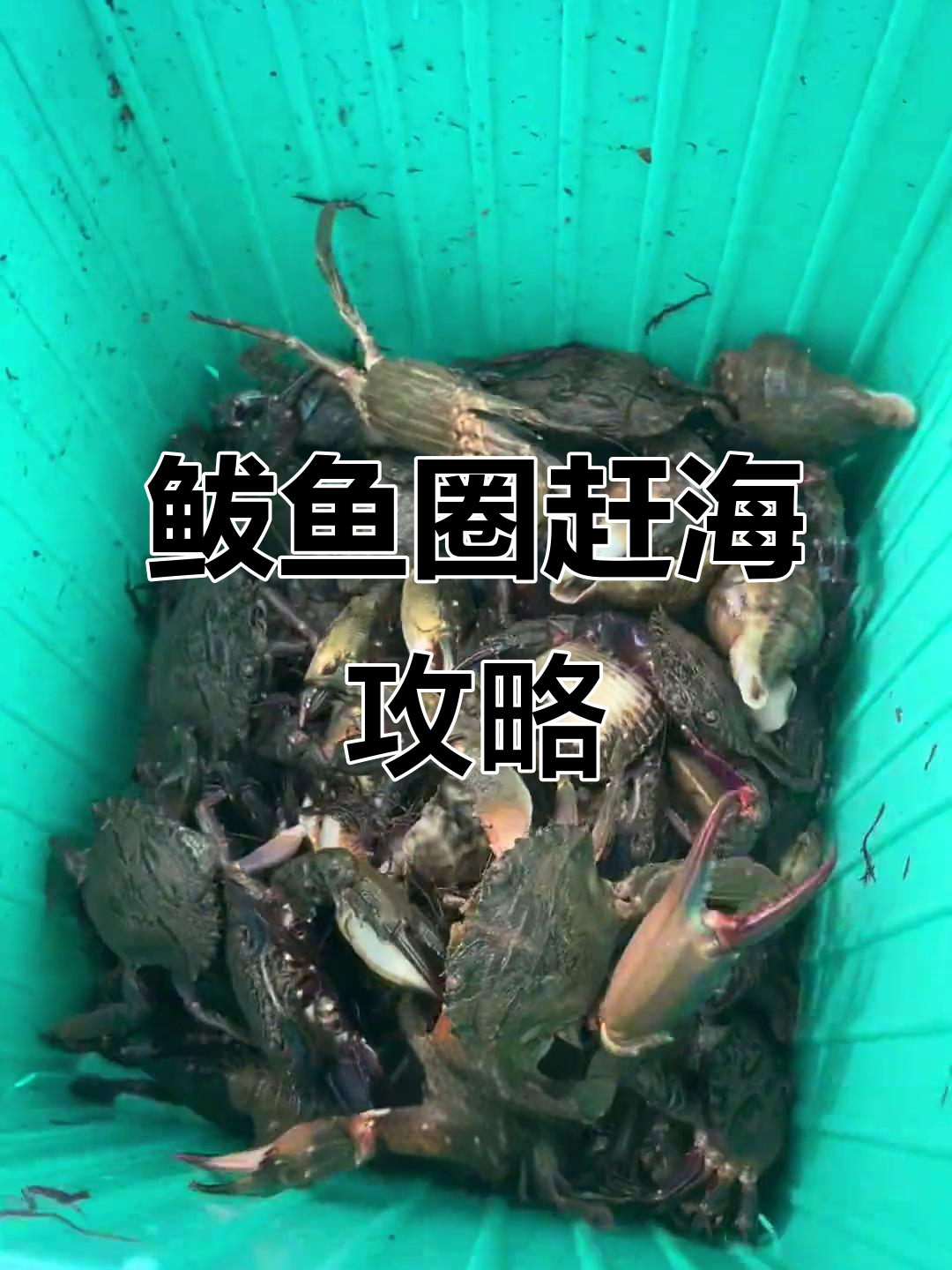 鲅鱼圈赶海必去四大免费景点,海鲜满满等你来捡