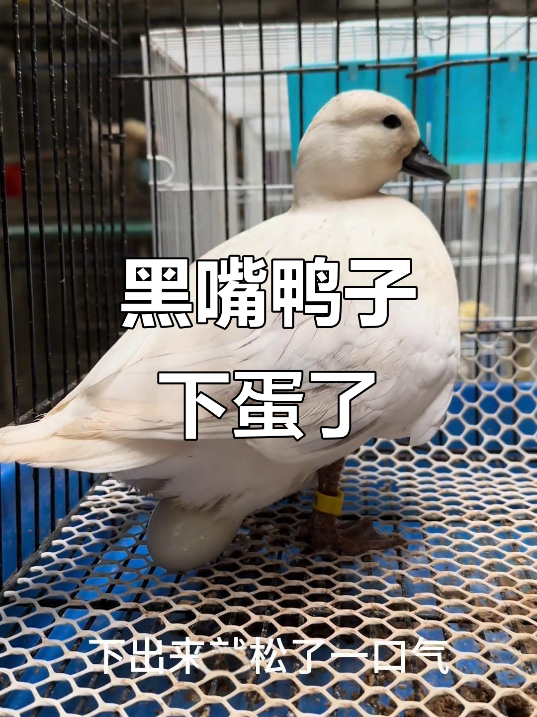 母鸭辛苦下蛋，黑嘴奶盖期待小生命