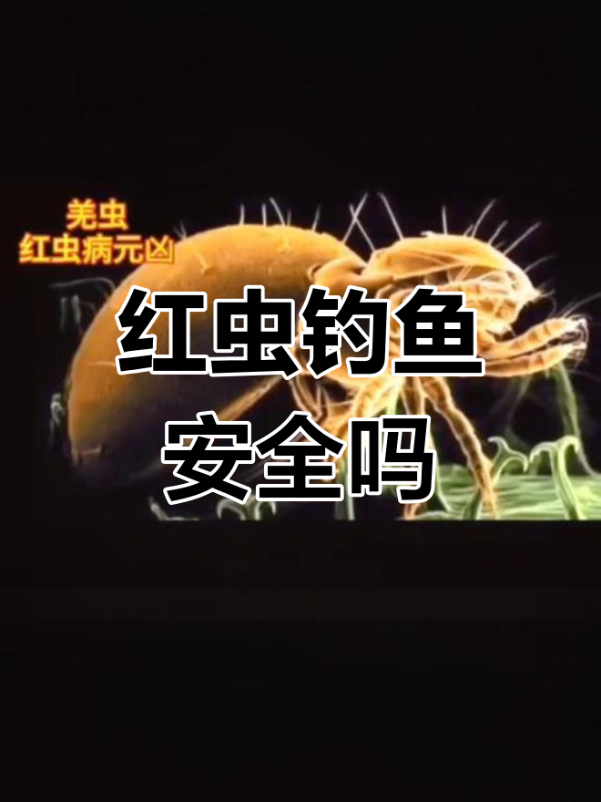 红虫钓鱼会感染寄生虫吗?