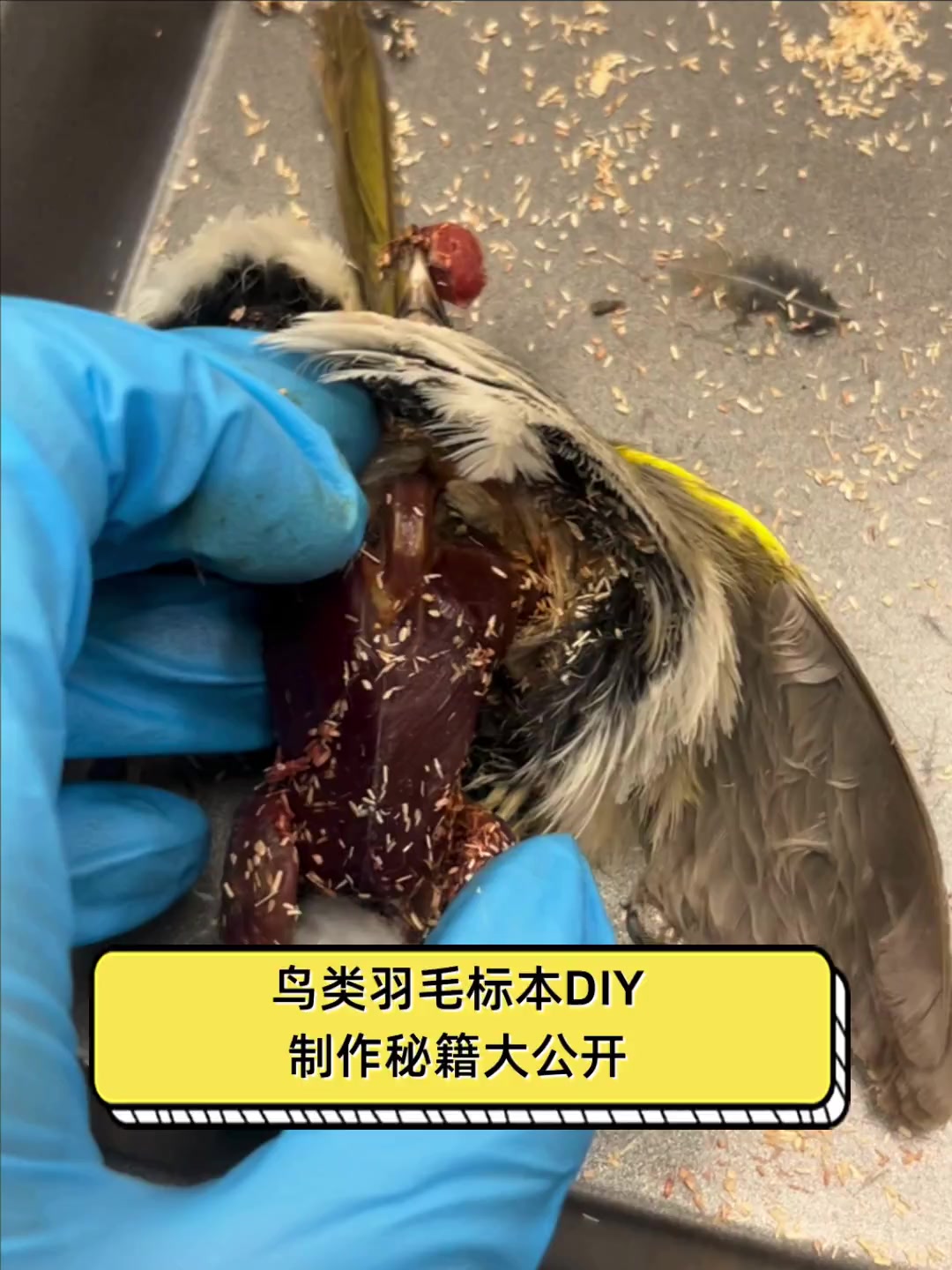 鸟类羽毛标本DIY,制作秘籍大公开