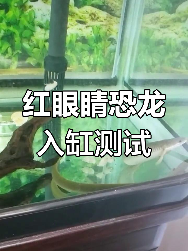 试验恐龙鱼与银龙混养可行性