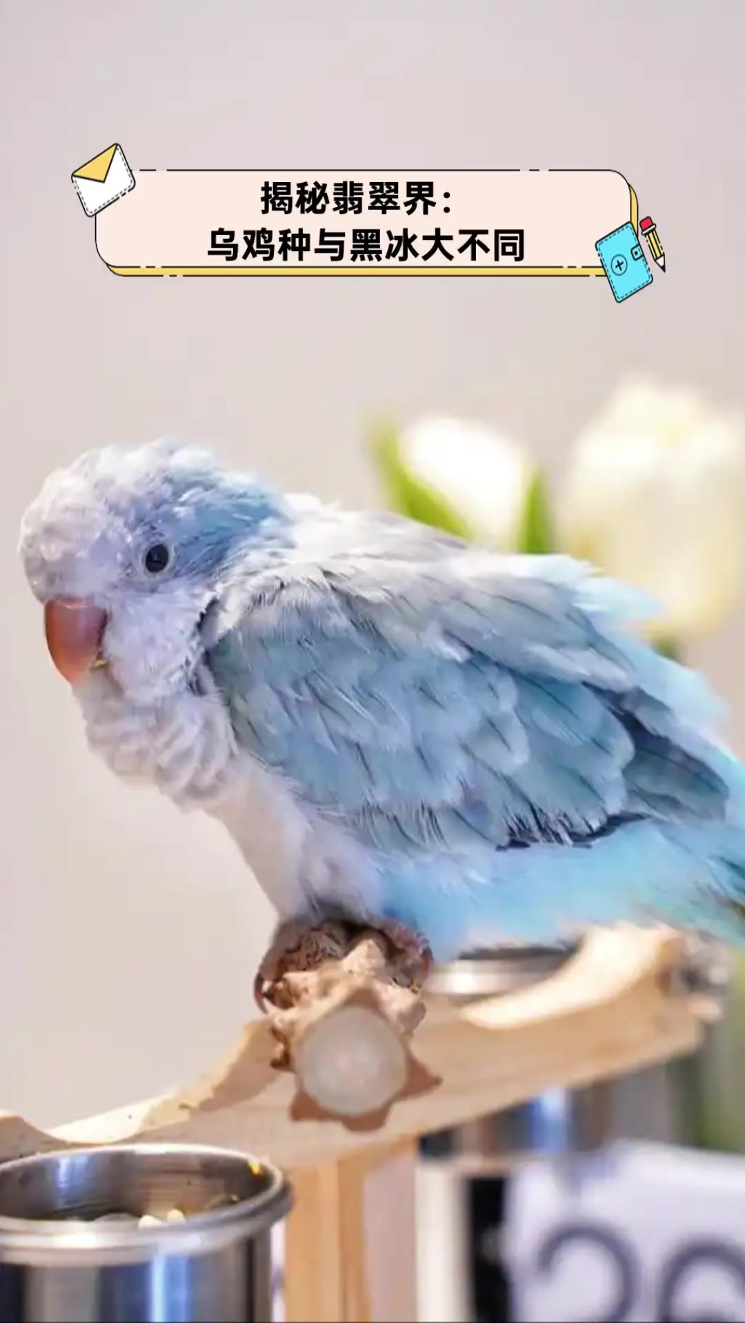 揭秘翡翠界:乌鸡种与黑冰大不同