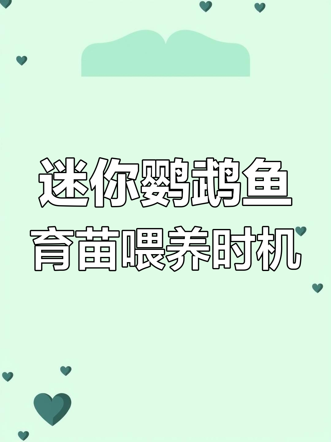 迷你鹦鹉鱼产卵后何时投喂?