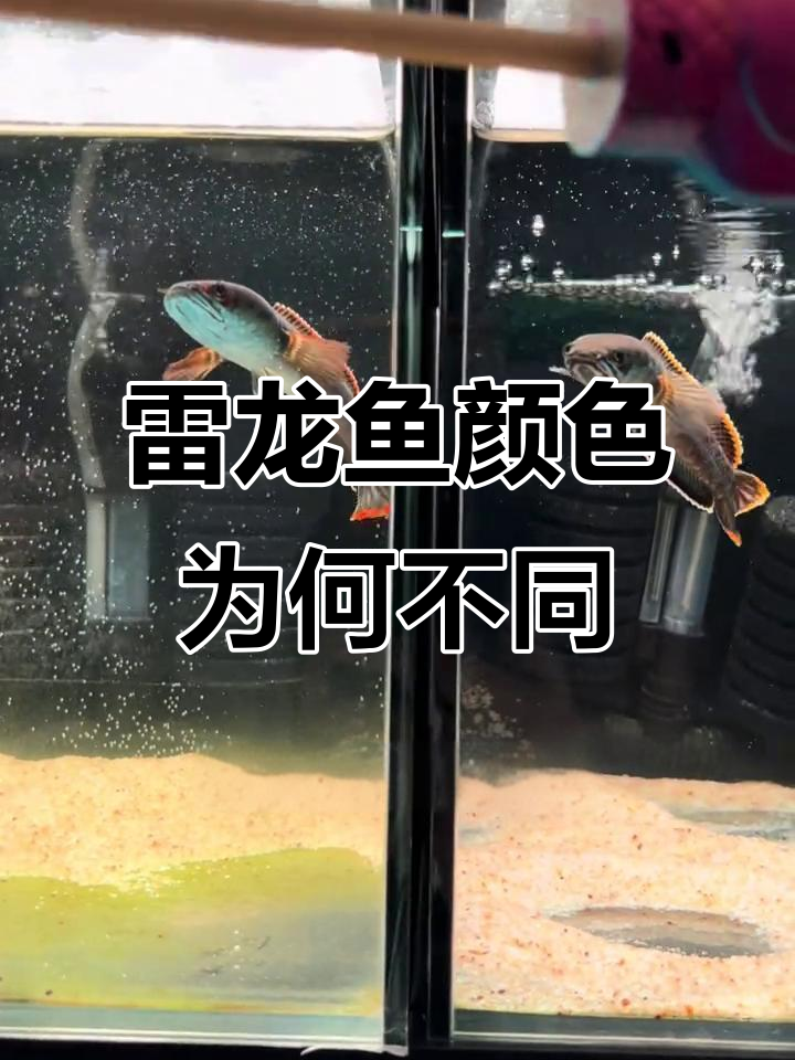 血斑一型雷龙鱼颜色差异大揭秘,为什么它们不一样?