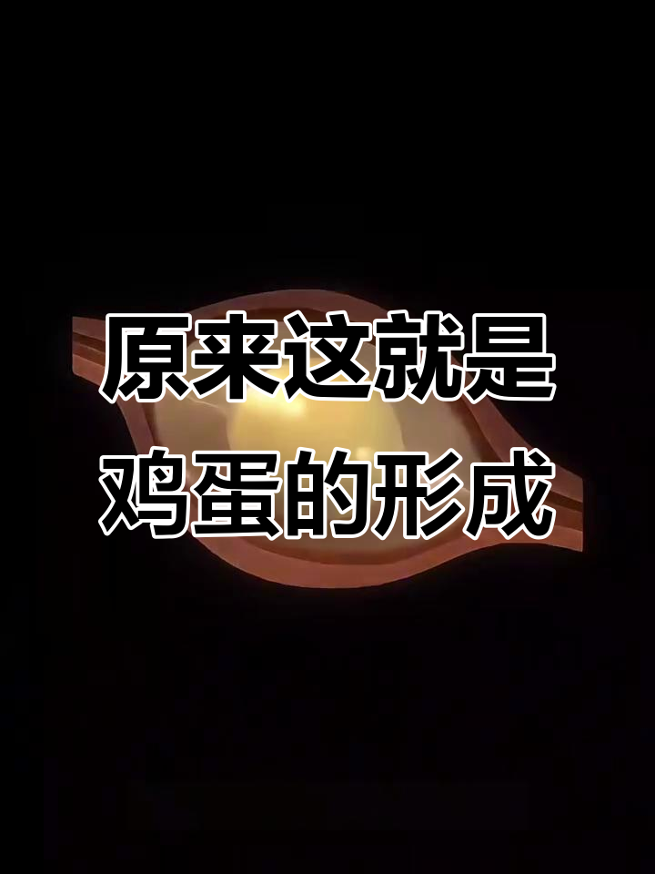 母鸡下蛋全过程揭秘:从卵泡到鸡蛋的奇妙转变