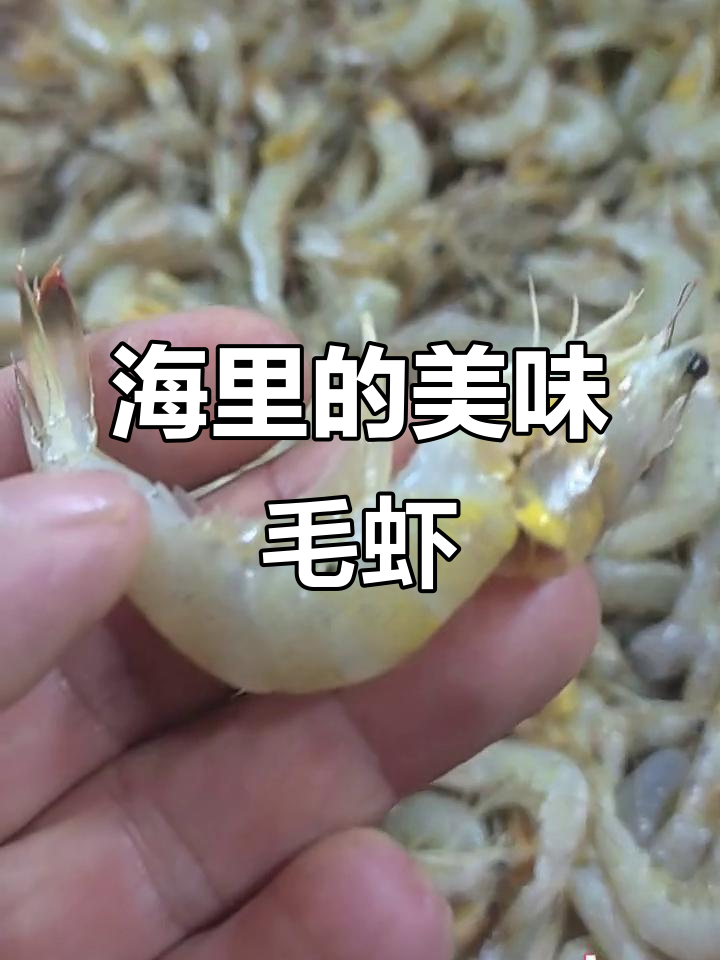 渤海湾的毛虾,比铁皮虾还好!薄皮大馅的美味享受