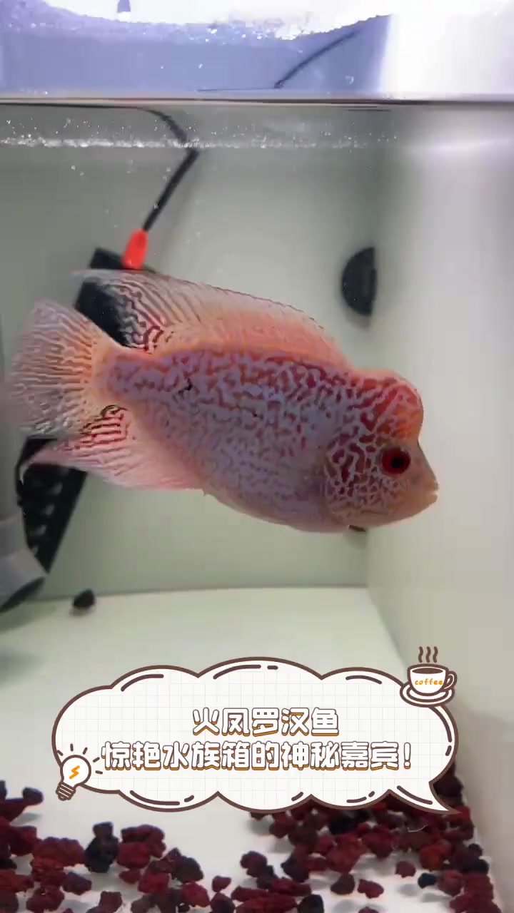 火凤罗汉鱼,惊艳水族箱的神秘嘉宾!