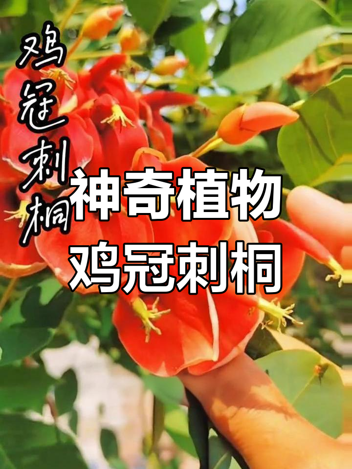鸡冠刺桐:美丽与毒性的完美结合,你的家乡有吗?