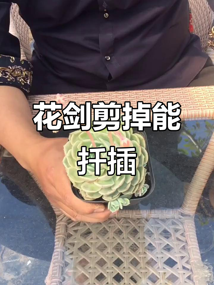 多肉花剑剪掉也能扦插,试试这个方法