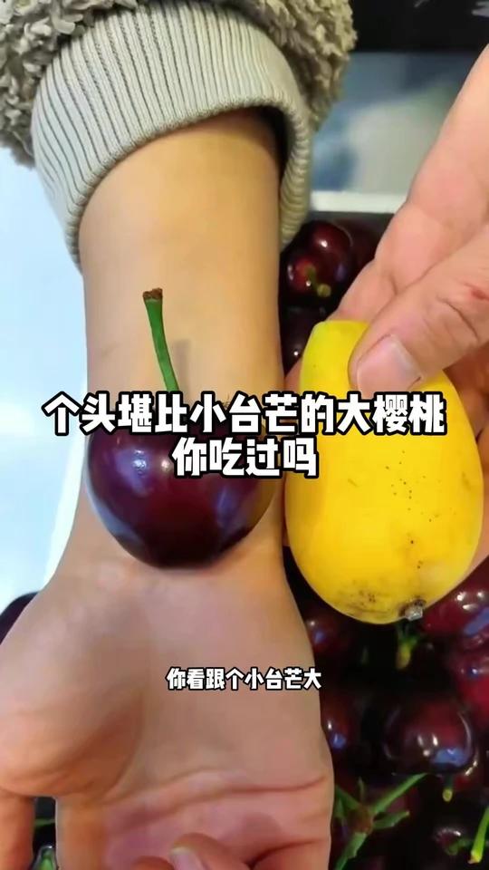 你吃过比小台芒还大的樱桃吗