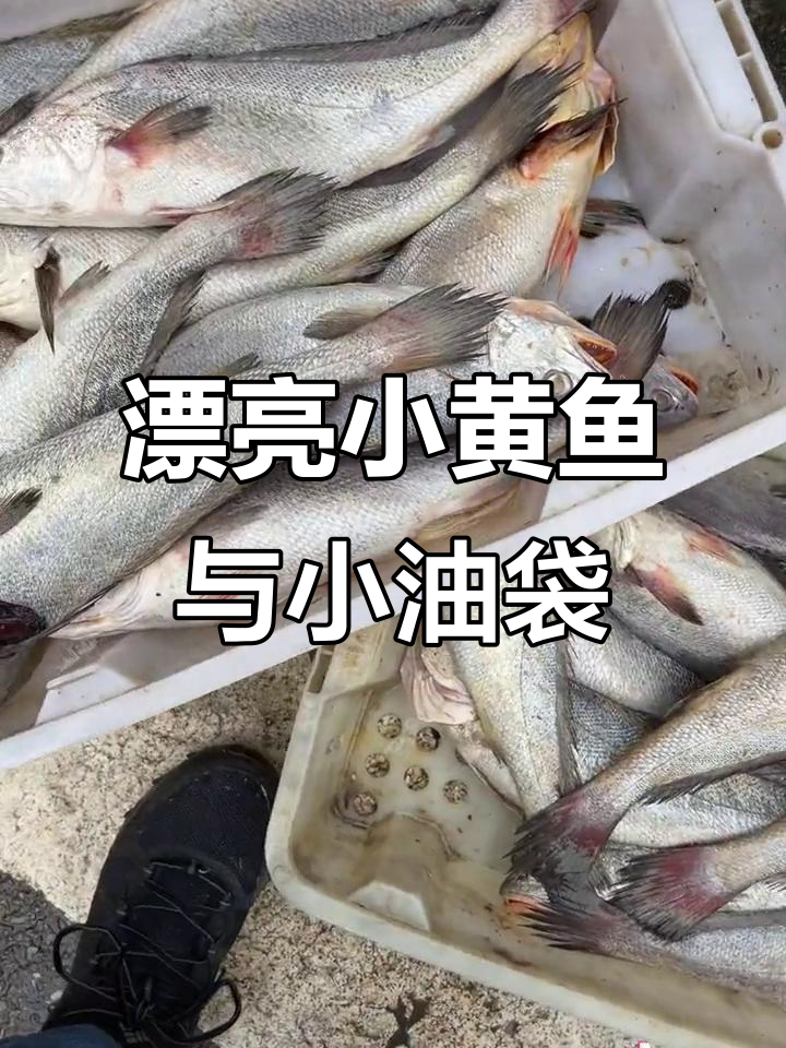 小黄鱼和小苍鱼的美丽之旅,品种多样等你来选
