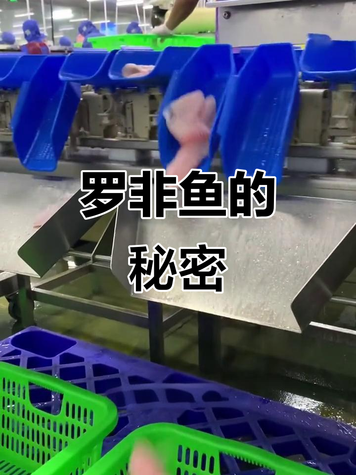 火锅店常见罗非鱼,原来是这样来的!