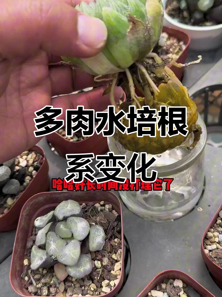 水培多肉植物,根系重生全过程揭秘